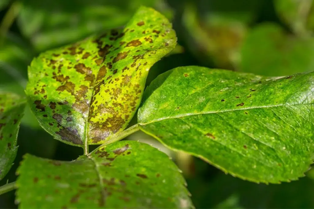 Bacterial Leaf spot 