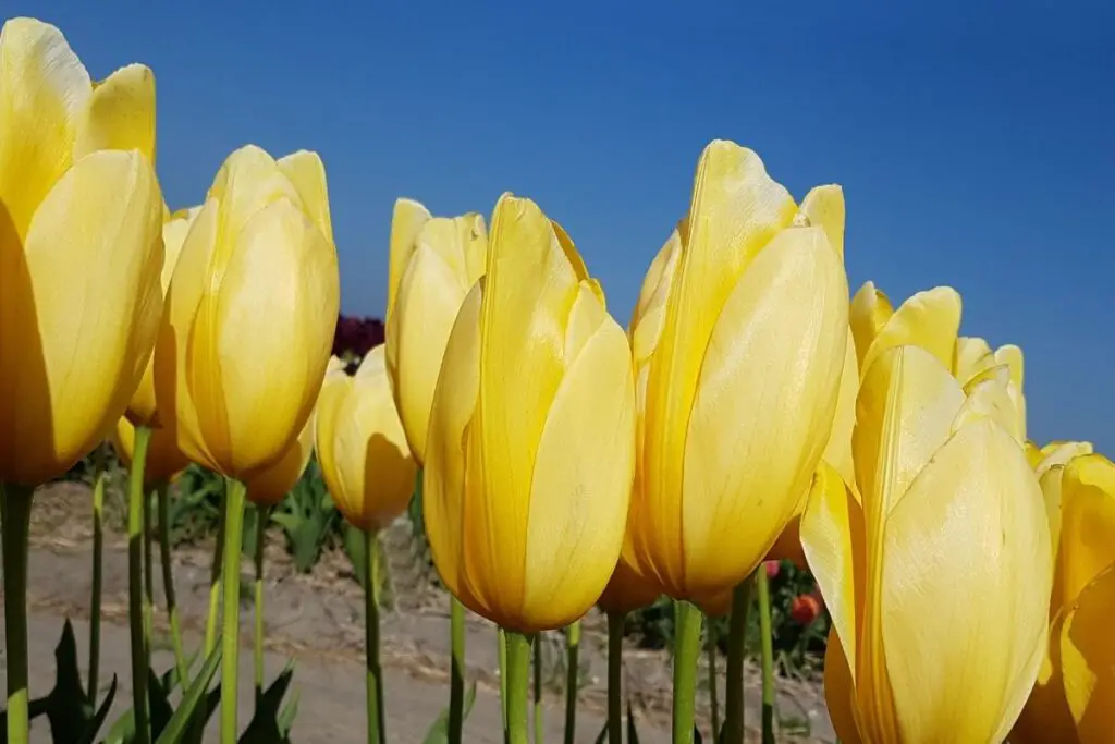 Big Smile Tulips