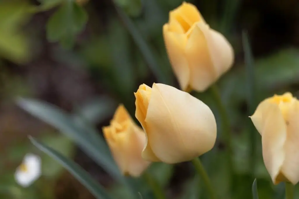 Bright Gem Tulipa Batalinii