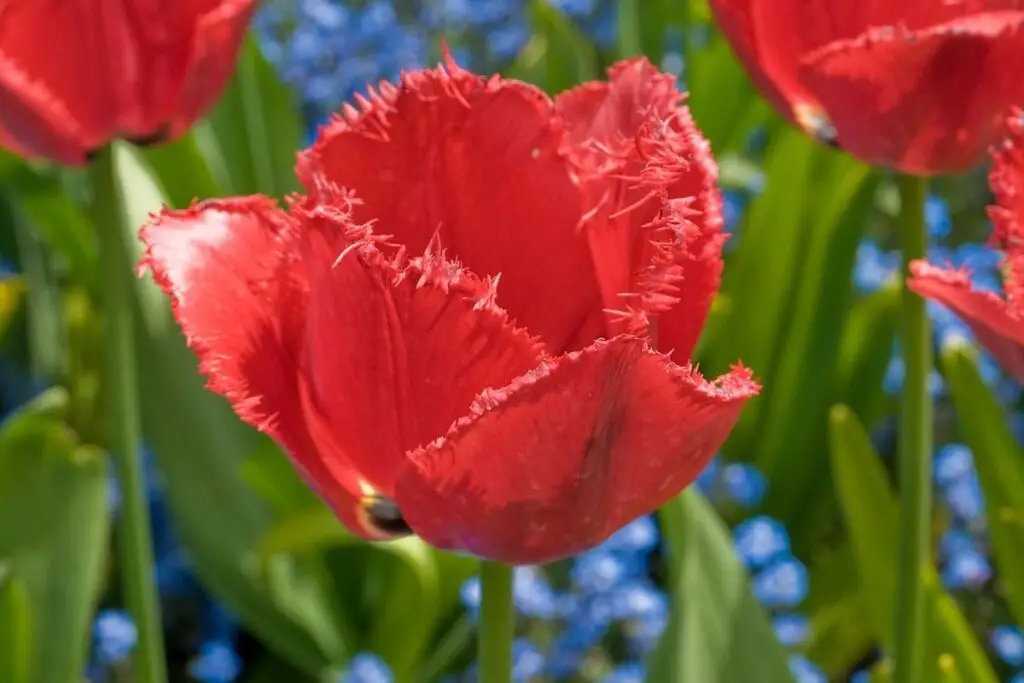 Burgundy Lace Tulips