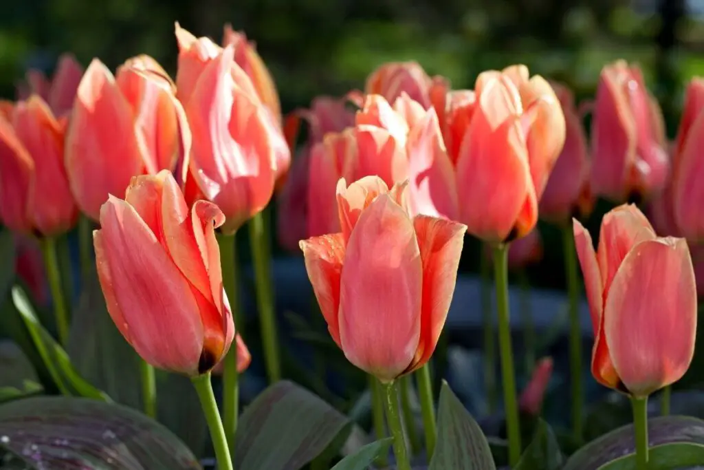 Calypso Tulips