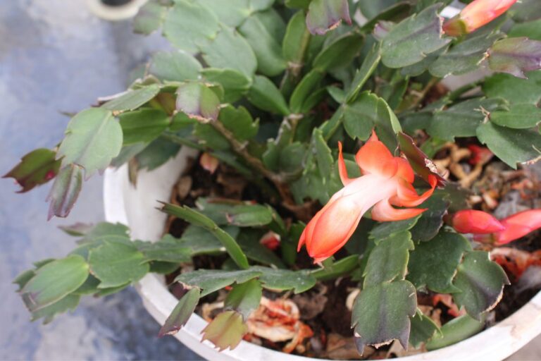 Why Is My Christmas Cactus Wrinkled? (Causes+Fix)