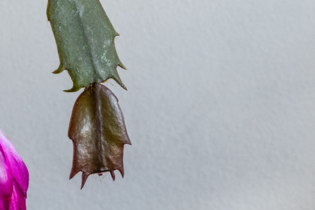 Christmas cactus brown