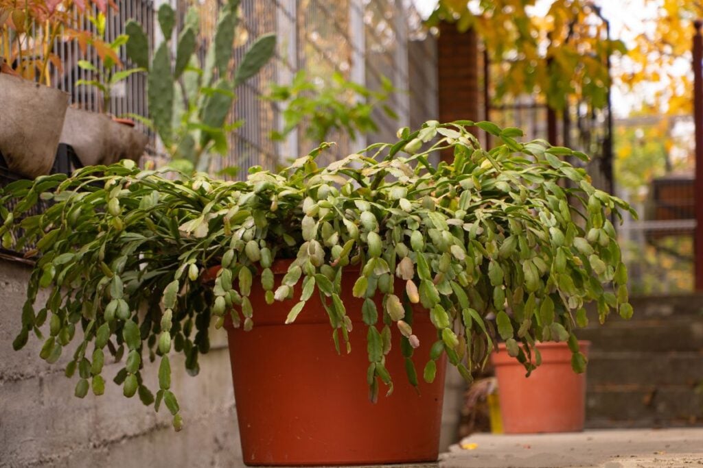 How Can I Tell If My Christmas Cactus Is Dying 7 Signs