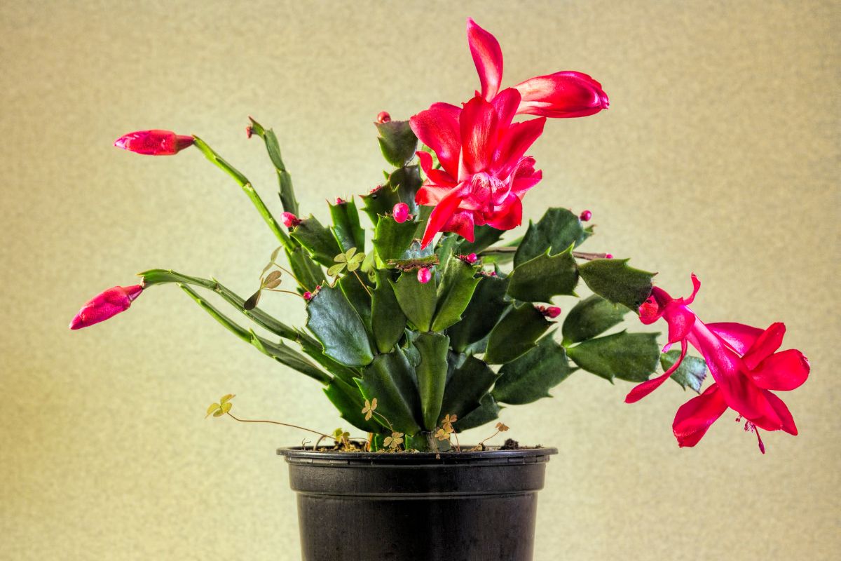 How Fast Do Christmas Cactus Grow? (+Make Them Grow Faster)