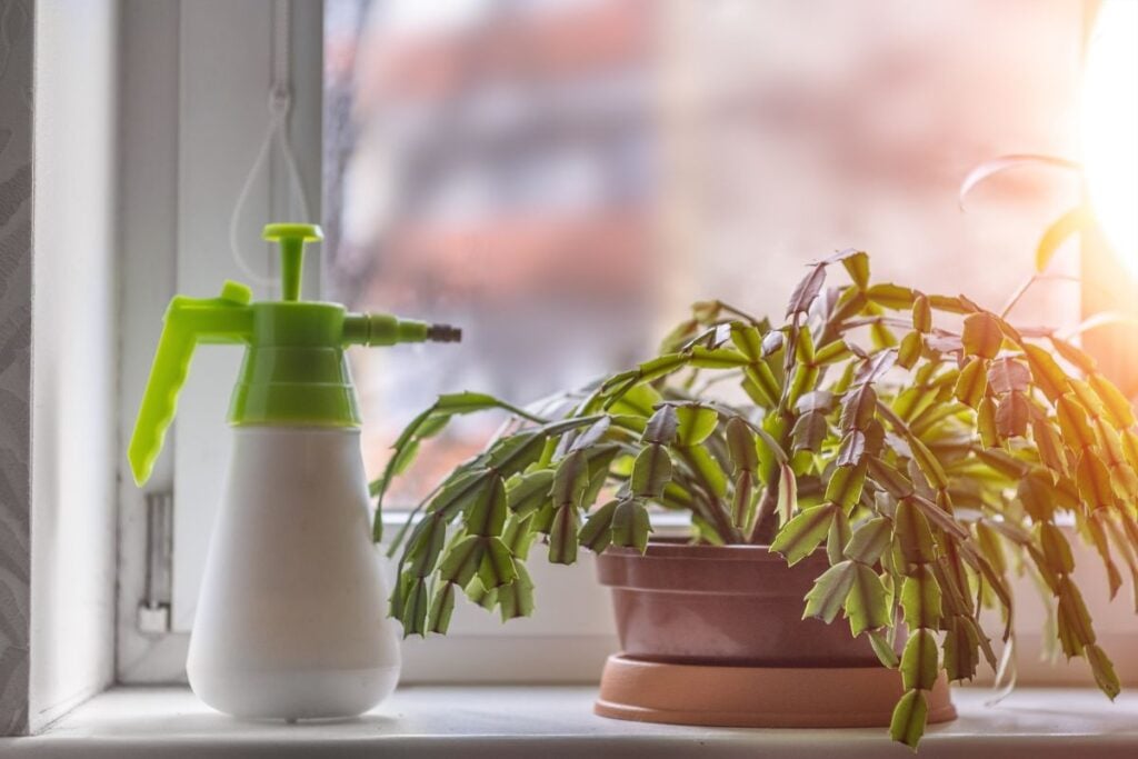 Christmas cactus misting