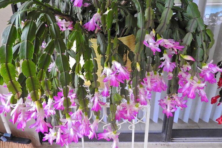 Do Christmas Cactus Like Humidity? (Humidity Requirements+Tips To Increase)