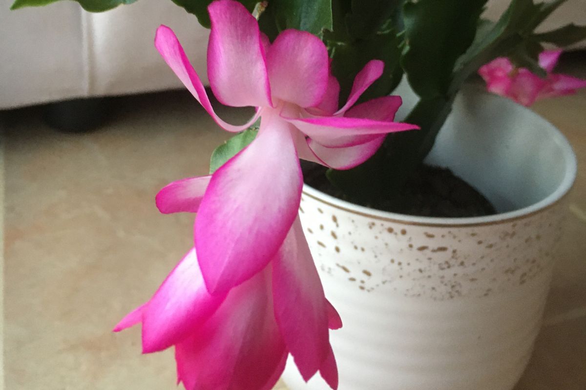 What Kind Of Soil Is Best For A Christmas Cactus? (+Best Soil Mix)