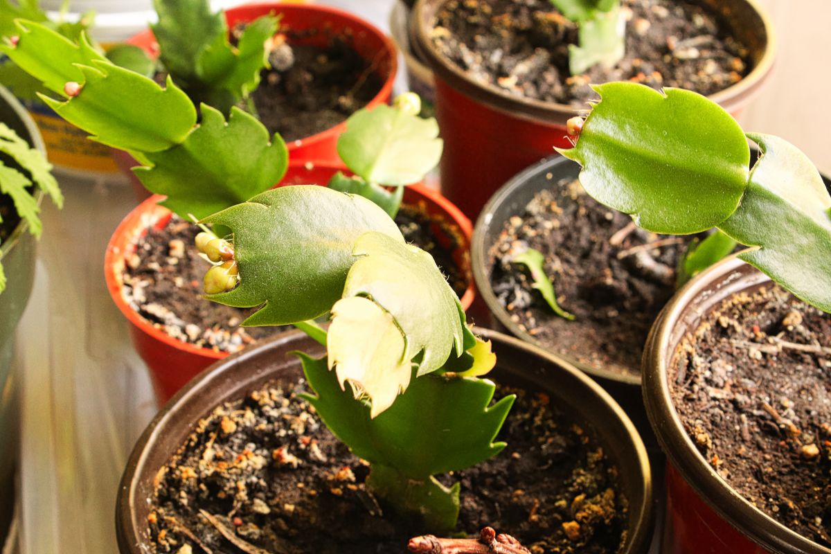 Can You Put Coffee Grounds On Christmas Cactus? (Pros & Cons)