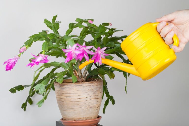 Why Is My Christmas Cactus Turning Yellow? (Causes+Fix)