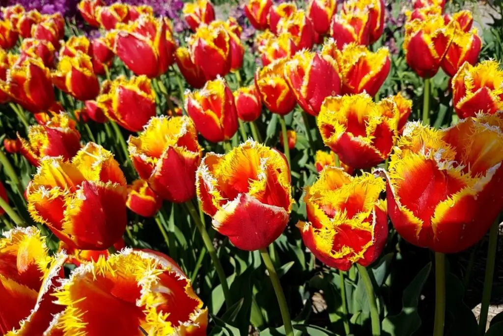 Davenport Tulips