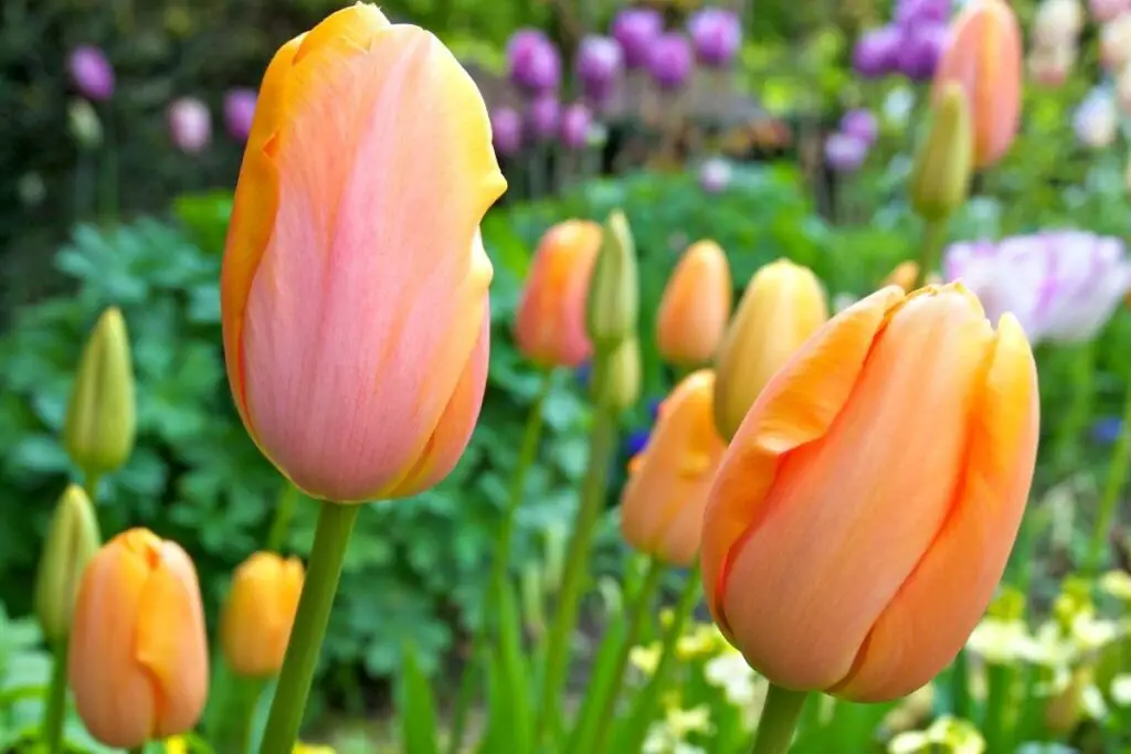 Dordogne tulip