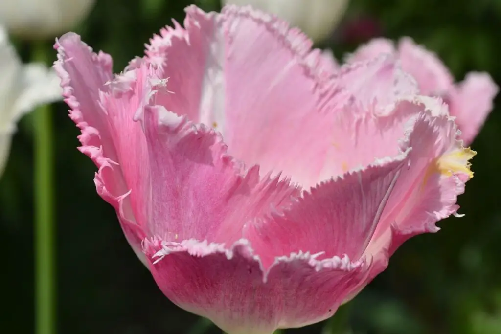 Fringed Elegance Tulips 1