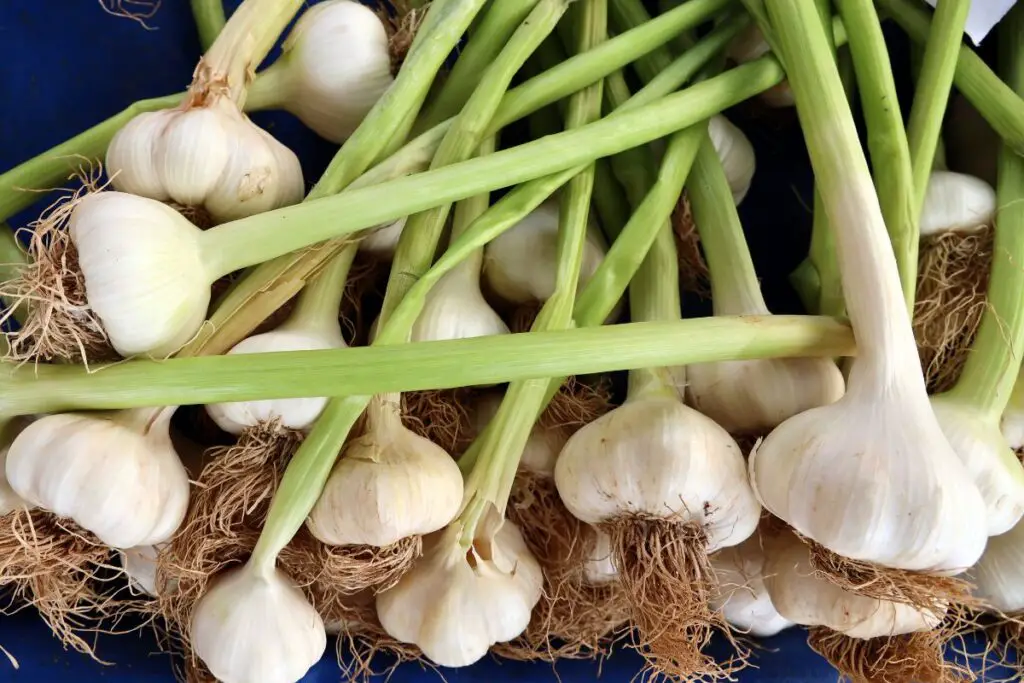 Garlic harvest