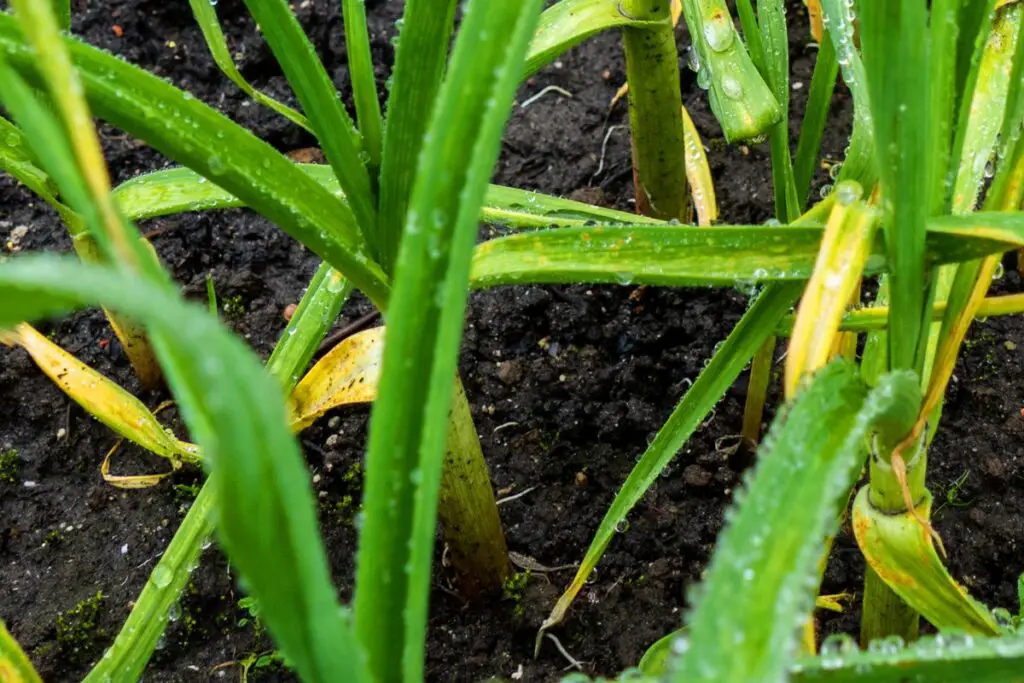 Garlic in soggy soil