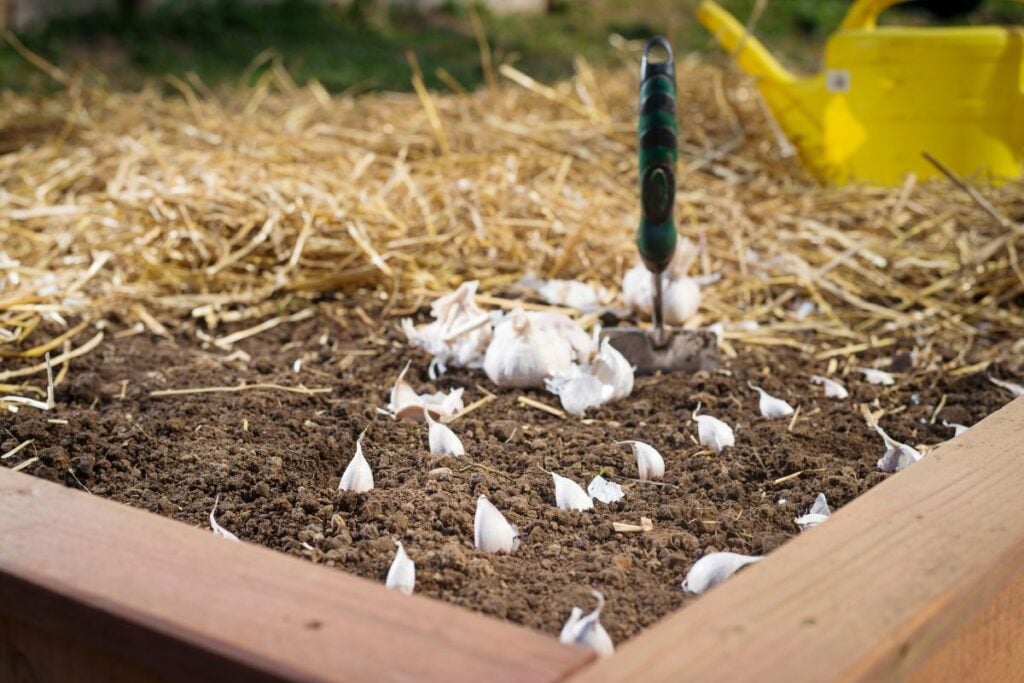 Garlic plant in raised bed