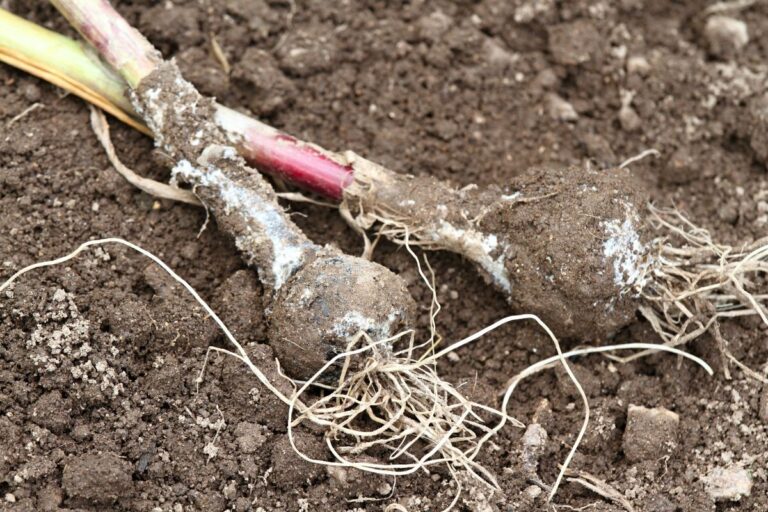Drooping Garlic Problems With Garlic Plants (Yellow, Brown, Drooping, Bugs, & More)