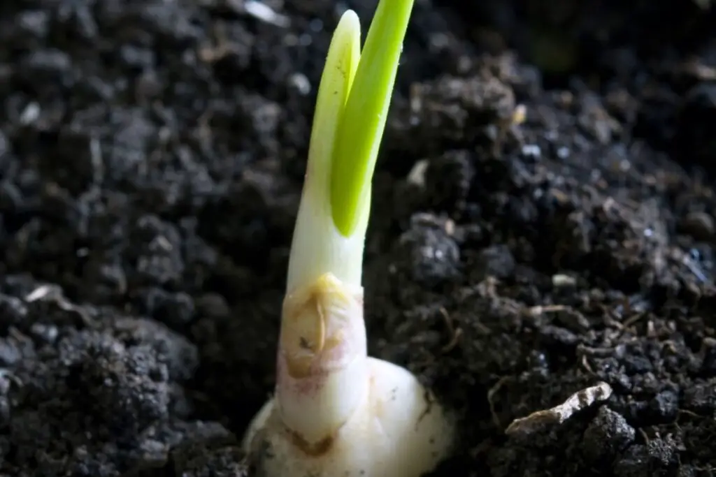 Garlic plant sprouting