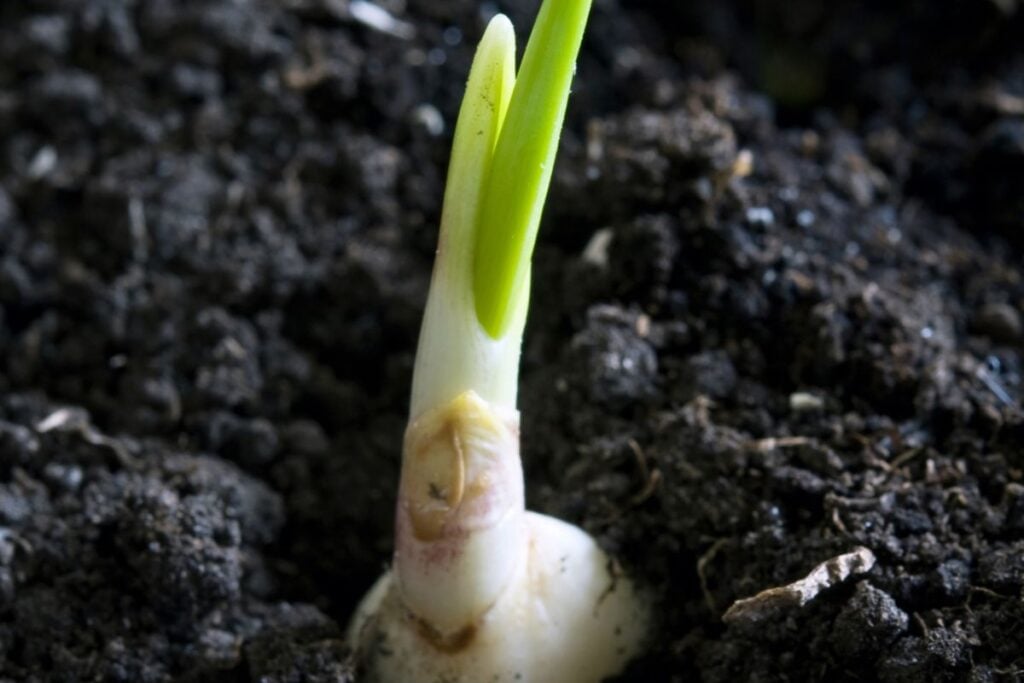 Why Is My Garlic Not Sprouting? (Causes+How To Fix)