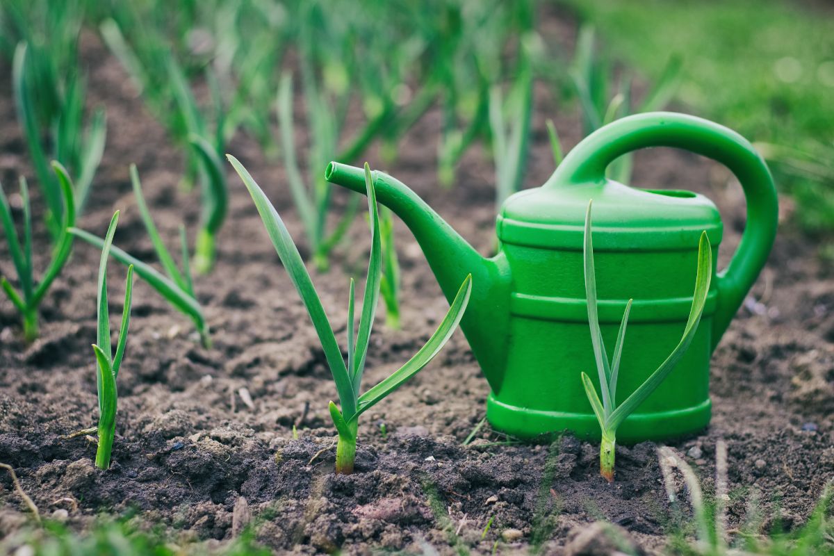 How Much Water Do Garlic Plants Need? (+How Often)