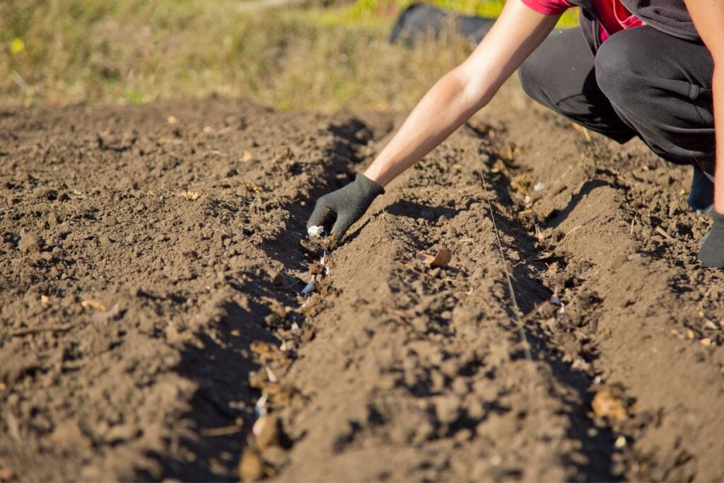 Garlic sowing