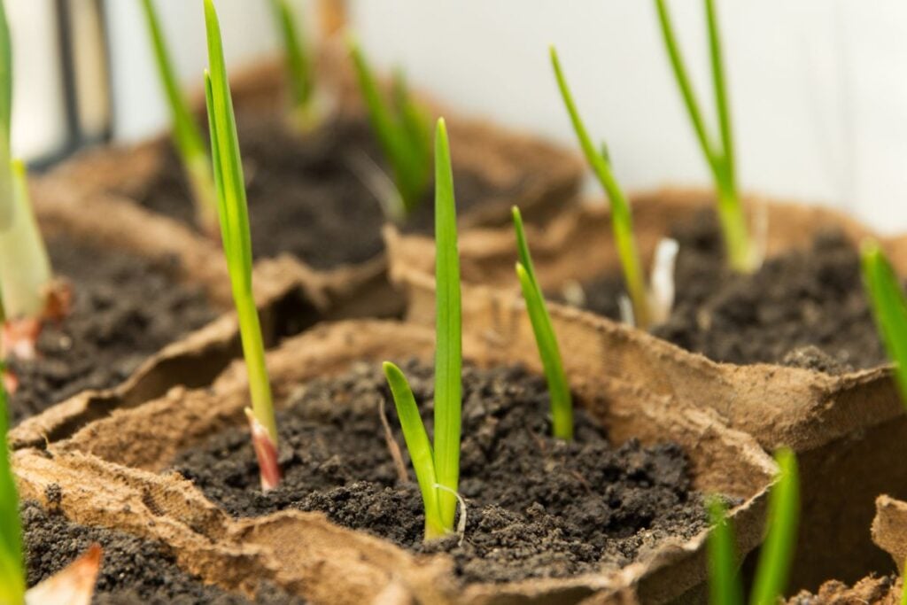 Garlic starting indoors