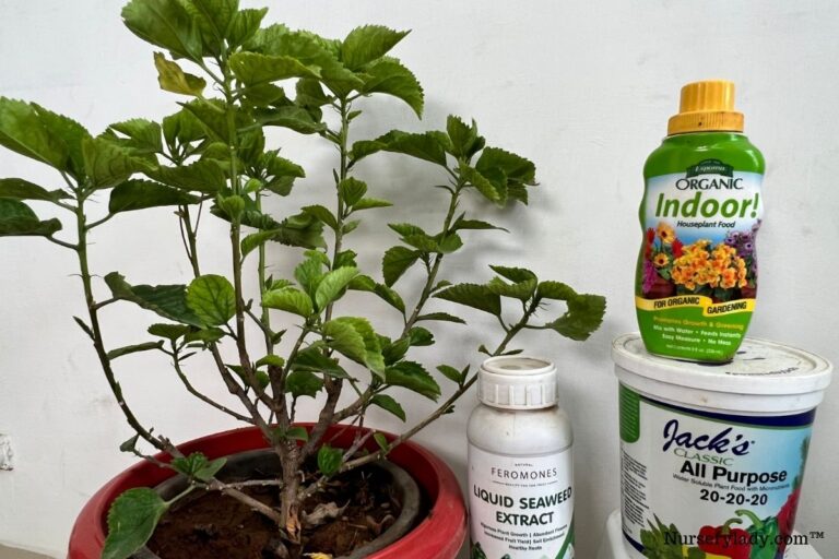 Is Epsom Salt Good For Hibiscus Plants? (Pros & Cons+How To Use)