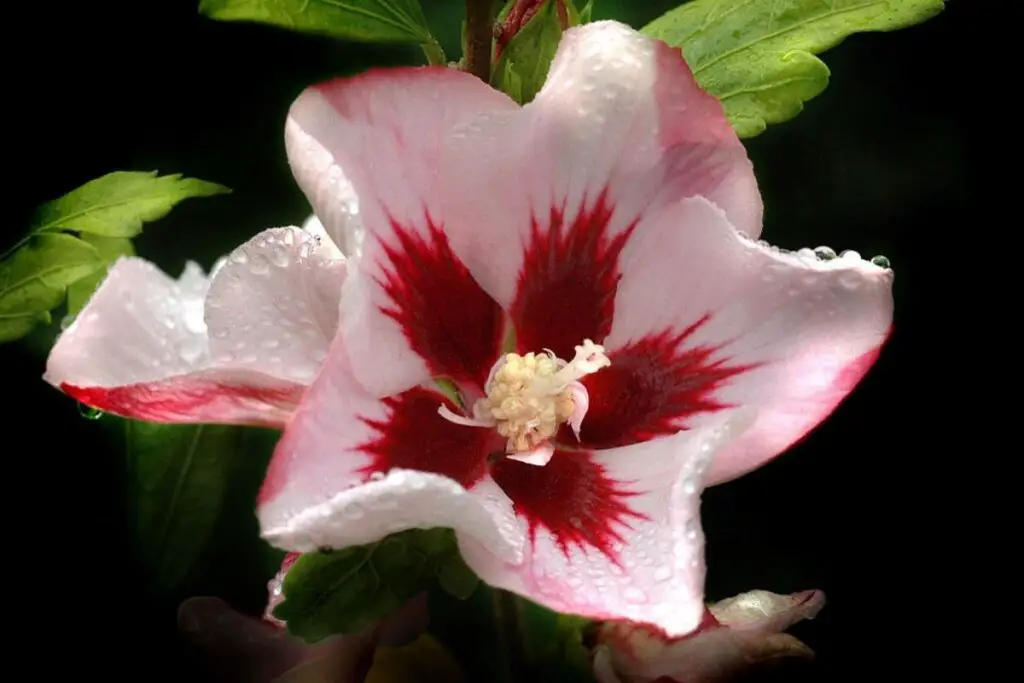 Hibiscus syriacus Hamabo
