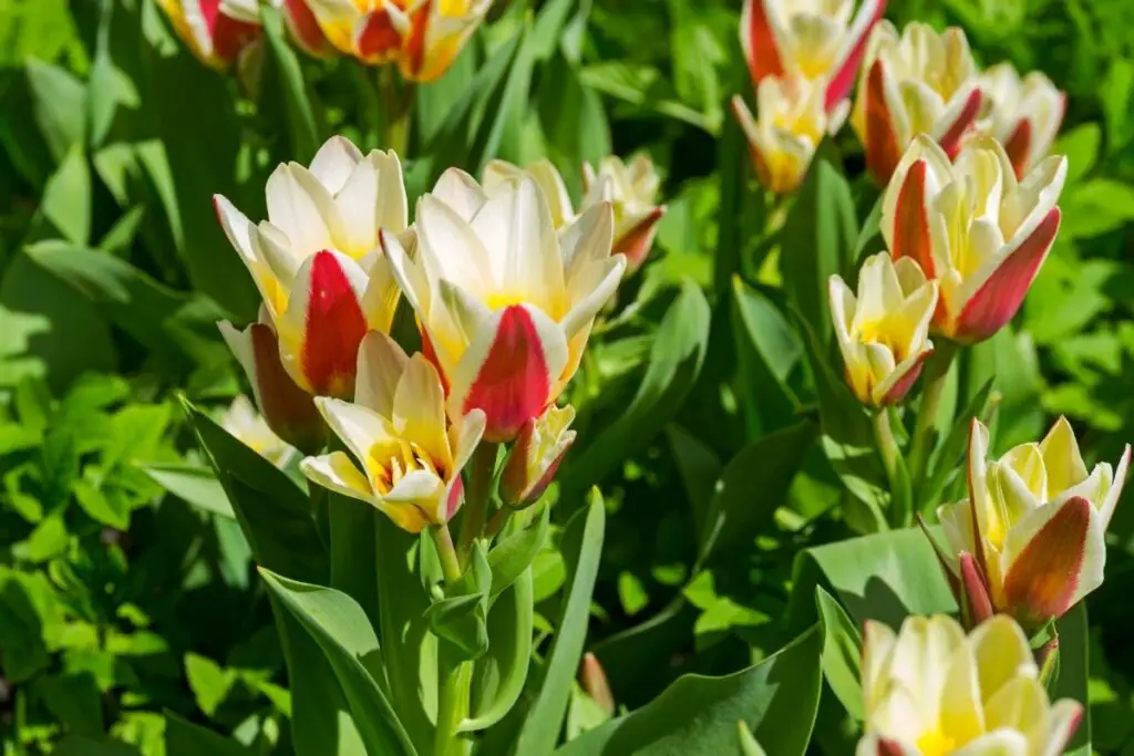 Kaufmanniana hearts delight tulip