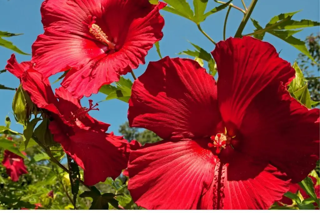 Lord Baltimore hibiscus