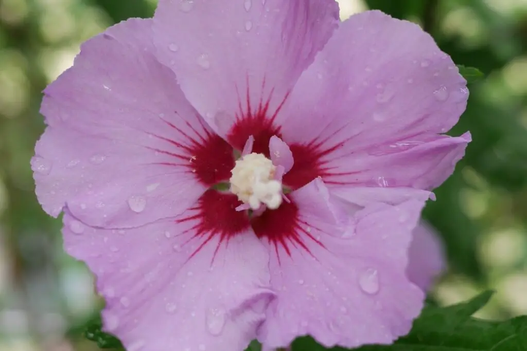 Russian Violet hibiscus