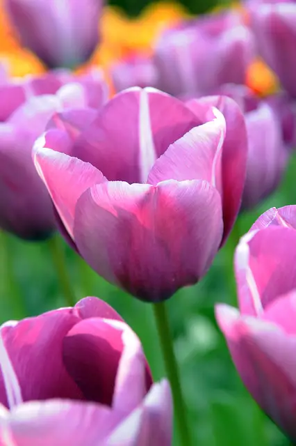 Tulip Andre Rieu