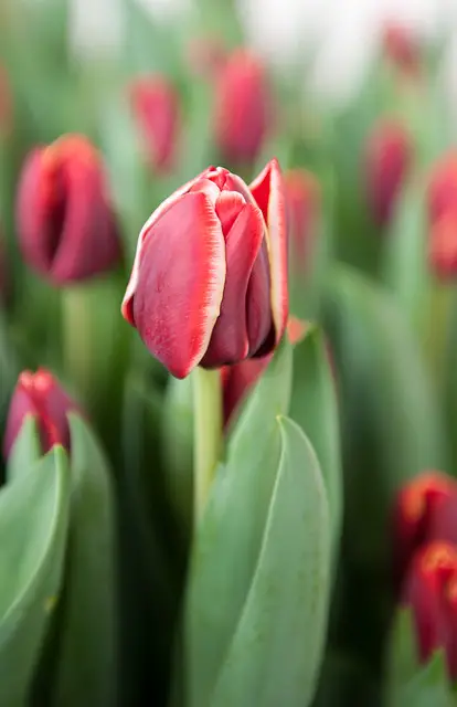 Tulip Arma