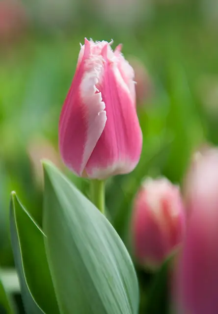 Tulip Bell Song