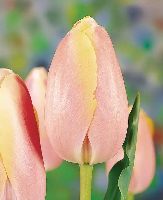Tulip Belle du Monde