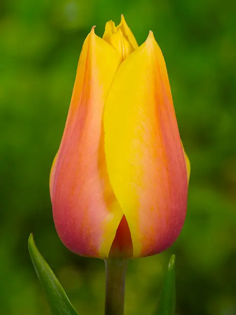 Tulip Blushing Beauty
