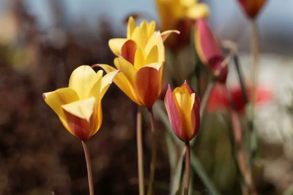 Tulip Clusiana Chrysantha Tubergens Gem