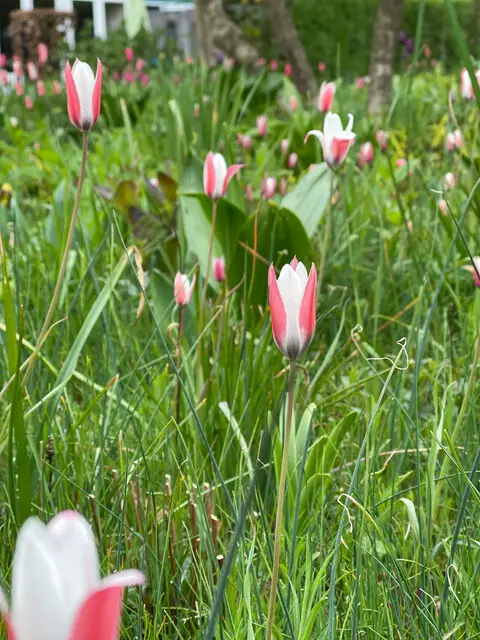 Tulip Peppermint Stick