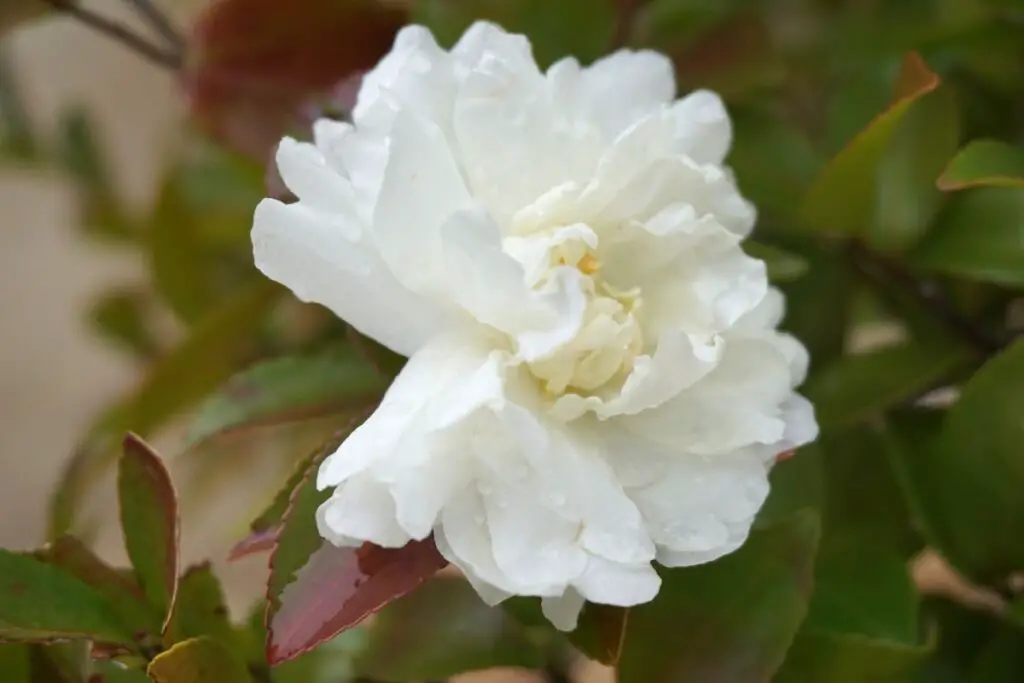 White Chiffon hibiscus