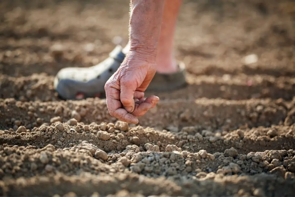 checking the soil