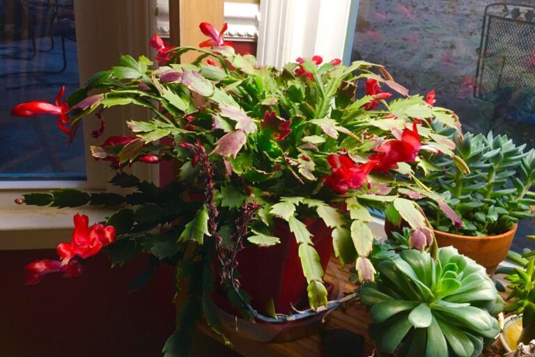 Why Is My Christmas Cactus Dropping Leaves? (Problems+Fix)