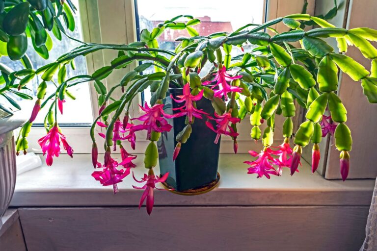How To Care For Christmas Cactus Plant? (Ultimate Care Guide)