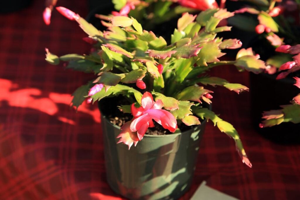 christmas cactus sunlight