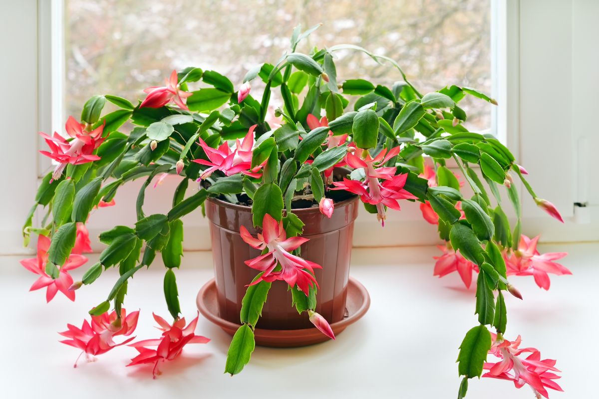 Why Is My Christmas Cactus Dropping Leaves? (Problems+Fix)
