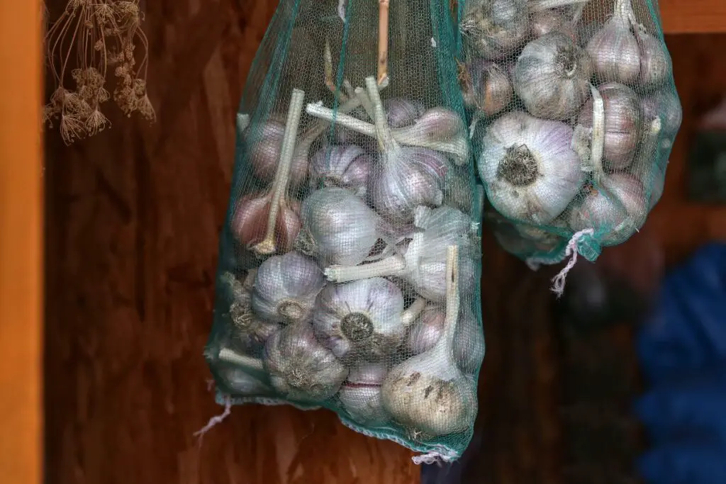 garlic in mesh bags