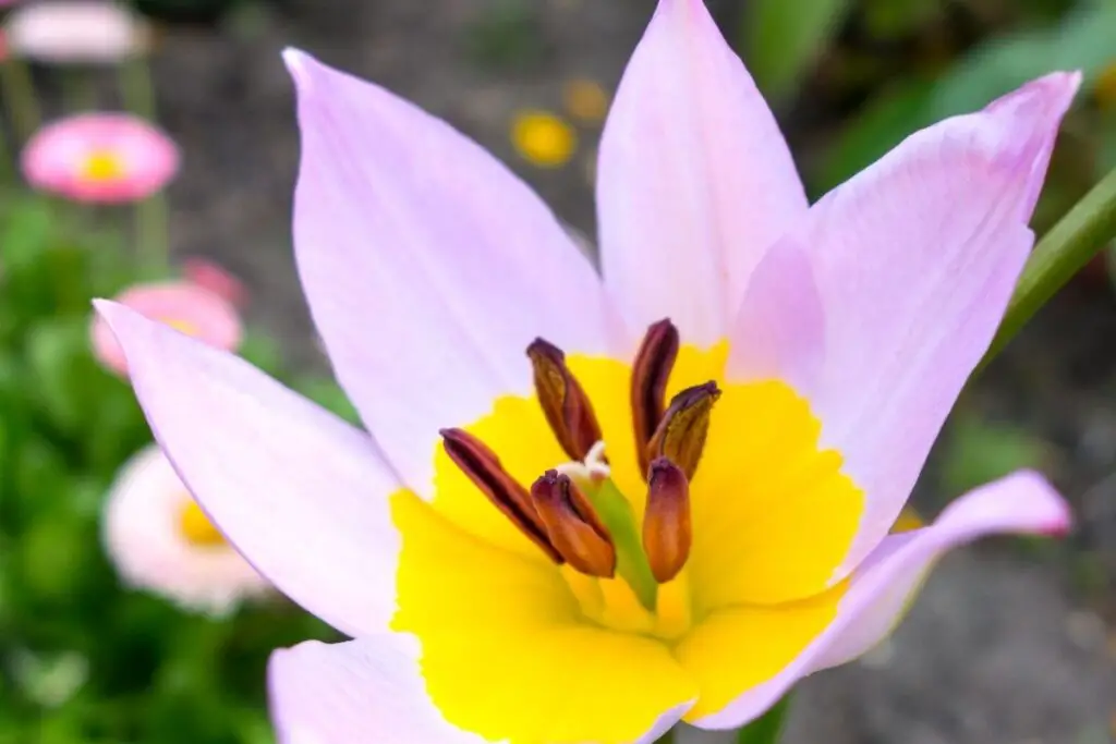 tulip Lilac Wonder