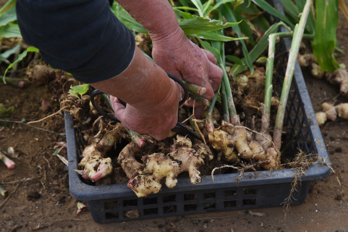 When Is Ginger Ready To Harvest? (+How To)
