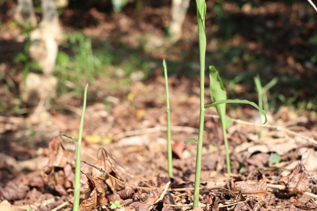 Ginger in ground