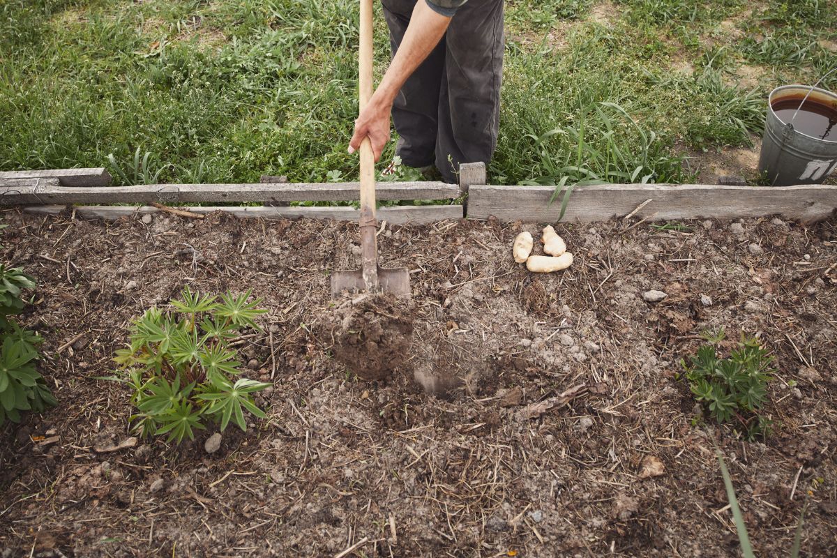 Can You Put Mulch In A Raised Garden Bed? (Best Mulch+What To Avoid)