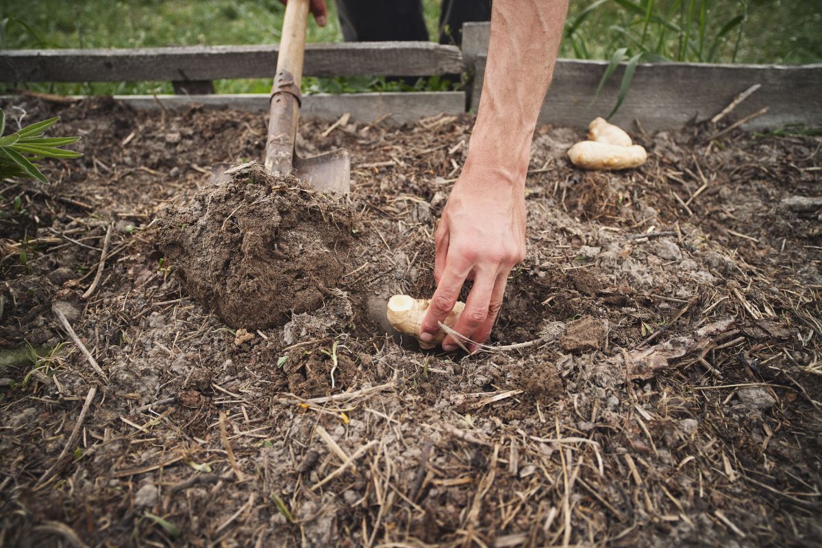 How To Water Ginger Plant? (How Often, How Much & More)